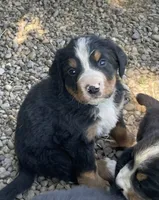 Guy, a male Bernese Mountain Dog for sale in Salem, OH – 1 of 3