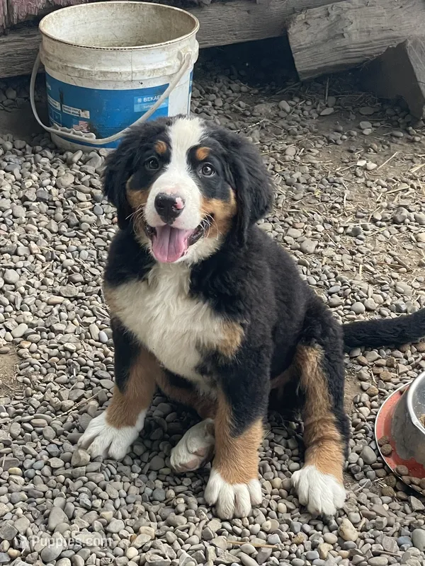 Harper – Bernese Mountain Dog puppy for sale in Salem, OH