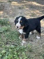 Guy, a male Bernese Mountain Dog for sale in Salem, OH – 2 of 3