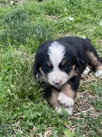 Harper, a female Bernese Mountain Dog for sale in Salem, OH – 2 of 2