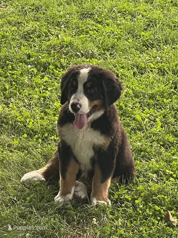 Honey – Bernese Mountain Dog puppy for sale in Salem, OH