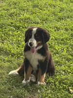 Honey, a female Bernese Mountain Dog for sale in Salem, OH – 1 of 2