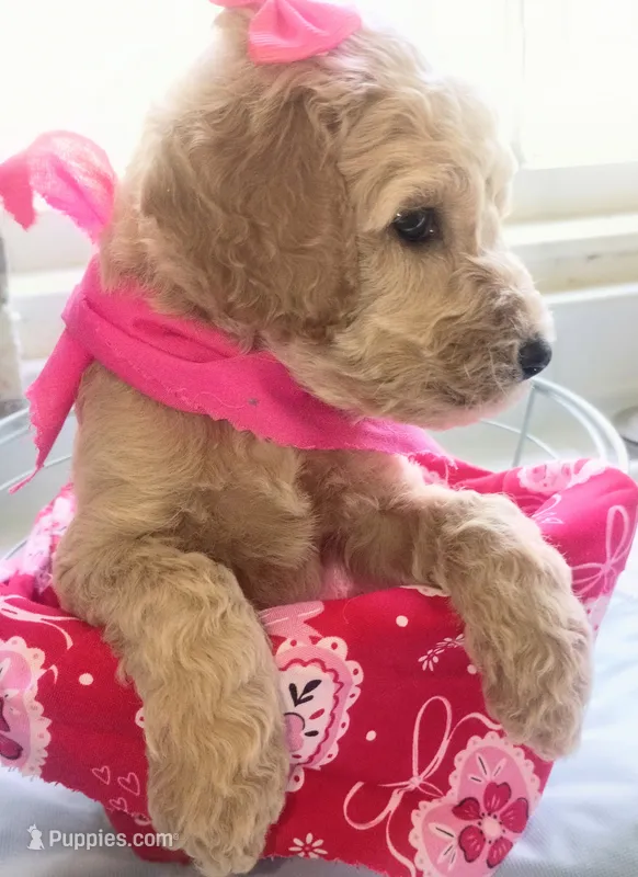 Goldendoodle – Goldendoodle puppy for sale in Harmony, NC