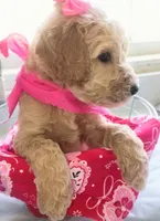 Goldendoodle, a female Goldendoodle for sale in Harmony, NC – 1 of 1
