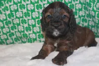 Gold, a male Cockapoo for sale in West Chicago, IL – Photo 2 of 3