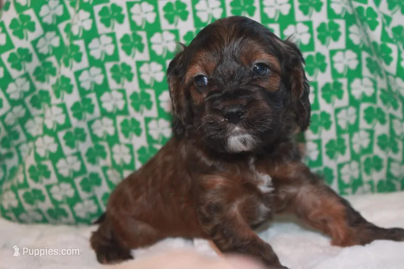 Gold – Cockapoo puppy for sale in West Chicago, IL