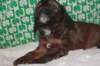 Gold, a male Cockapoo for sale in West Chicago, IL – Photo 3 of 3