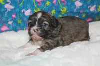 Tulip, a female Peekapoo for sale in West Chicago, IL – 2 of 4
