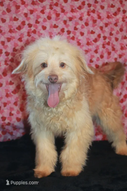 Bubba – Aussiedoodle puppy for sale in West Chicago, IL