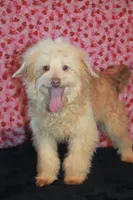 Bubba, a male Aussiedoodle for sale in West Chicago, IL – 1 of 1