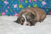 Daisy, a female Peekapoo for sale in West Chicago, IL – 2 of 3