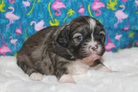 Tulip, a female Peekapoo for sale in West Chicago, IL – 3 of 4