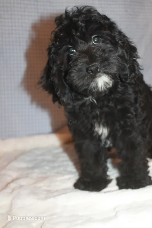 Lep – Cockapoo puppy for sale in West Chicago, IL