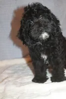 Lep, a male Cockapoo for sale in West Chicago, IL – 1 of 1