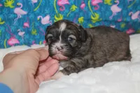 Tulip, a female Peekapoo for sale in West Chicago, IL – 4 of 4