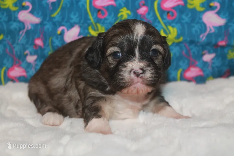 Tulip – Peekapoo puppy for sale in West Chicago, IL