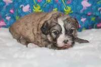 Daisy, a female Peekapoo for sale in West Chicago, IL – 1 of 3