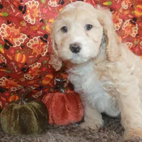 Brody, a male Cockapoo for sale in West Chicago, IL – Photo 2 of 2