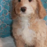 Brody, a male Cockapoo for sale in West Chicago, IL – Photo 1 of 2