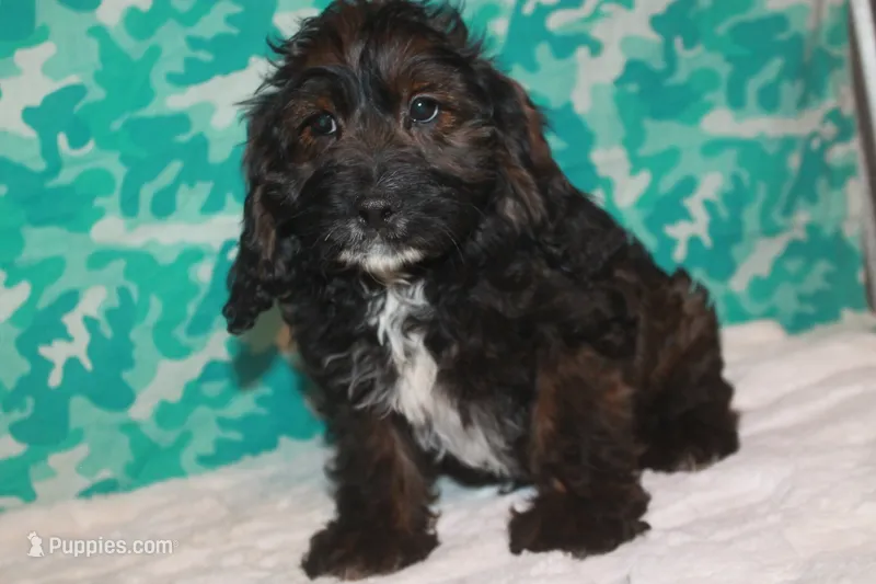 Gold – Cockapoo puppy for sale in West Chicago, IL