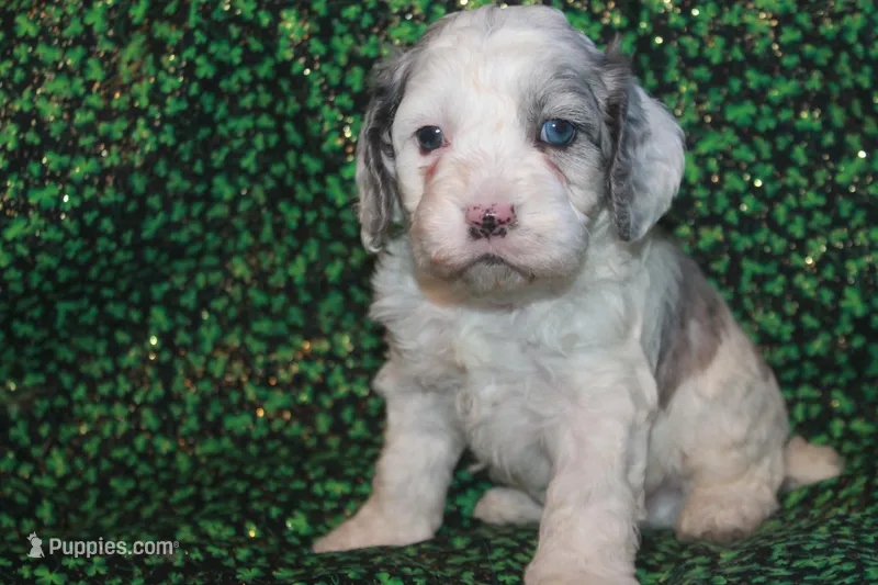 Lucky – Cockapoo puppy for sale in West Chicago, IL