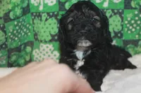 Lep, a male Cockapoo for sale in West Chicago, IL – Photo 3 of 4