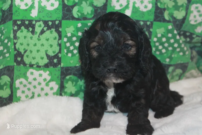 Lep – Cockapoo puppy for sale in West Chicago, IL
