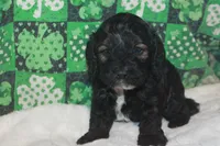 Lep, a male Cockapoo for sale in West Chicago, IL – Photo 1 of 4