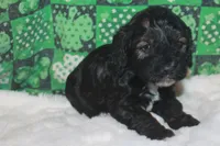 Lep, a male Cockapoo for sale in West Chicago, IL – Photo 2 of 4