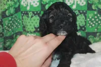 Lep, a male Cockapoo for sale in West Chicago, IL – Photo 4 of 4