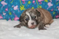 Daisy, a female Peekapoo for sale in West Chicago, IL – 3 of 3