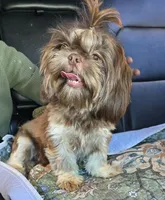 AKC Shih-Tzus, a  Shih Tzu for sale in Henry, VA – 1 of 3