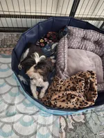 AKC Shih-Tzus, a  Shih Tzu for sale in Henry, VA – 2 of 3