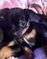 Gigi, a female Chihuahua for sale in Acworth, GA – Photo 9 of 10