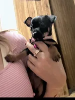 Gigi, a female Chihuahua for sale in Acworth, GA – Photo 1 of 10