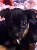 Gigi, a female Chihuahua for sale in Acworth, GA – Photo 3 of 10