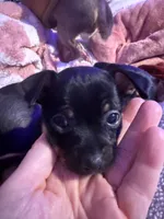 Gigi, a female Chihuahua for sale in Acworth, GA – Photo 5 of 10