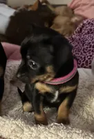 Gigi, a female Chihuahua for sale in Acworth, GA – Photo 4 of 10