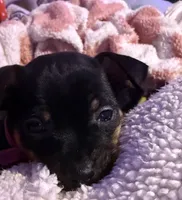 Gigi, a female Chihuahua for sale in Acworth, GA – Photo 7 of 10