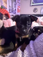Gigi, a female Chihuahua for sale in Acworth, GA – Photo 2 of 10