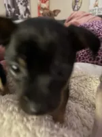 Gigi, a female Chihuahua for sale in Acworth, GA – Photo 6 of 10