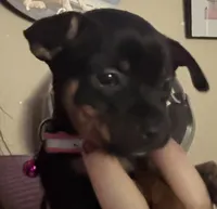 Gigi, a female Chihuahua for sale in Acworth, GA – Photo 8 of 10