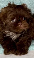 SIMBA- DoLL Face Small Boy 💜💯💜, a male Shih Tzu for sale in San Marcos, TX – 9 of 9