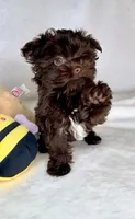 Scooter- RICH DARK CHOCOLATE 🔥❤️🔥, a male Yorkshire Terrier and Morkie for sale in San Marcos, TX – 3 of 8