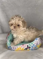 KODA-  RARE Lavender Beauty 💜💯, a male Shih Tzu for sale in San Antonio, TX – 5 of 10