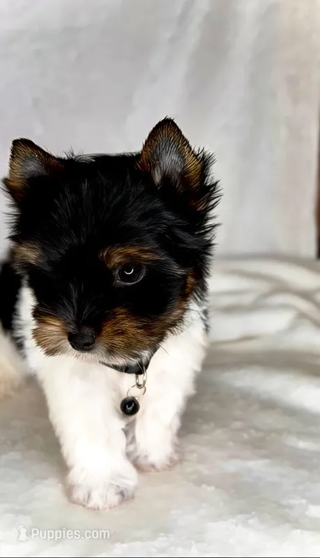 Dexter- TINY PARTI  ❤️❤️❤️ – Yorkshire Terrier puppy for sale in San Marcos, TX