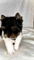Dexter- TINY PARTI  ❤️❤️❤️, a male Yorkshire Terrier for sale in San Marcos, TX – 1 of 10