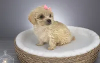 Sugar - Sweetest disposition 💕, a female Maltipoo and Poodle - Toy  for sale in San Marcos, TX – 3 of 5