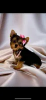 Tiffani- Small Sweet Girl 💕, a female Yorkshire Terrier for sale in San Marcos, TX – 2 of 5