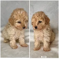 SALINA- Doll baby 💯, a female Maltipoo and Poodle - Toy  for sale in San Antonio, TX – 4 of 5